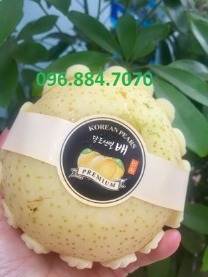 Lê sữa Hàn quốc