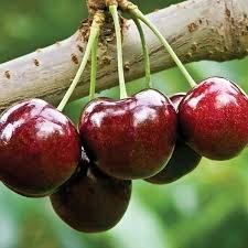 Cherry Mỹ size 9 và 9.5
