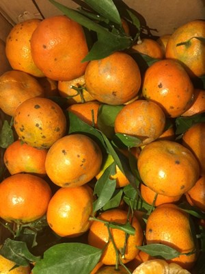 Cam canh Hòa bình, Vietgap