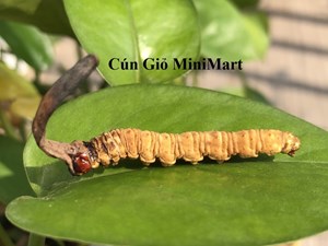 Đông trùng hạ thảo Bhutan mắt đỏ 100%  tự nhiên