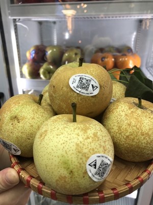 LÊ TAI NUNG Bắc hà tiêu chuẩn Vietgap