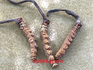 Đông trùng hạ thảo Bhutan mắt đỏ 100% tự nhiên, 1gr gồm 4-5 con. Hàng nhập khẩu đủ giấy tờ.