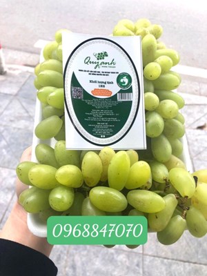 Nho xanh Quy Anh Ninh thuận, hàng canh tác tiêu chuẩn Vietgap, an toàn.