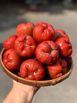 Mận An Phước xuất khẩu, đậm đà khó quên