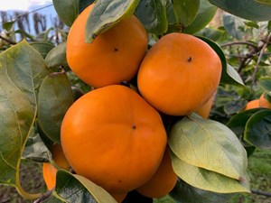 Hồng giòn New Zealand 