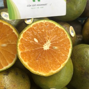 Cam sành hữu cơ chín cây trang trại LTT.