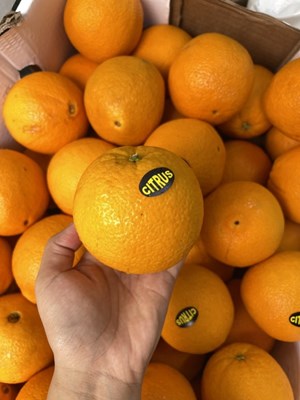 Cam vàng Ai cập mọng thơm.