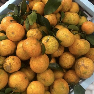 Quýt giấy Bắc giang