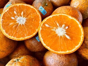 Cam sành hữu cơ PGS Tuyên quang