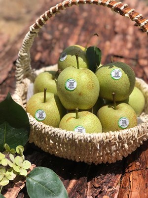 LÊ TAI NUNG Sơn la tiêu chuẩn Vietgap