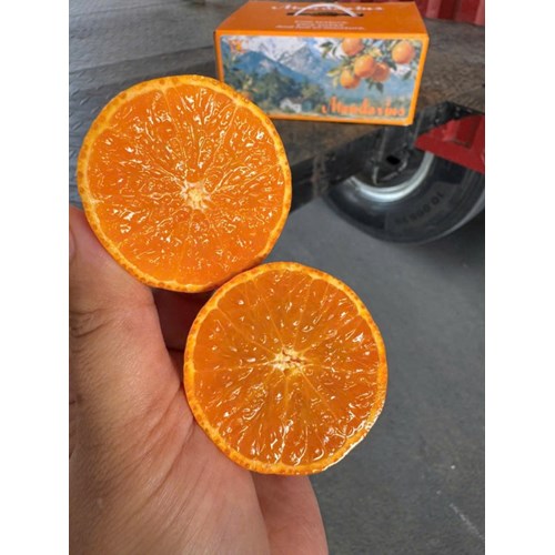 QUÝT NHÍ KHÔNG HẠT VÂN NAM mã thùng NÚI TUYẾT TLC