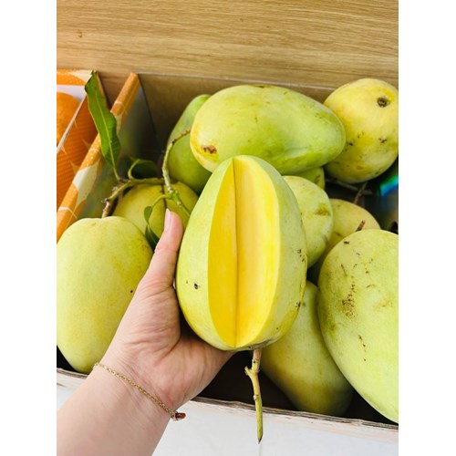 Xoài tứ quý Bến tre / Cần thơ, giòn tan.